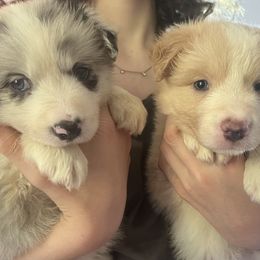 Border Collie Puppies from Fire N Arrows Border Collies