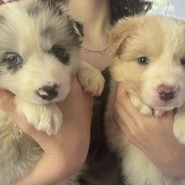 Border Collie Puppies from Fire N Arrows Border Collies