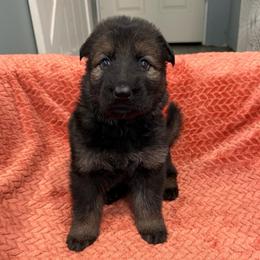 Stevie - Sable female German Shepherd puppy in Pennock, Minnesota from Shakopee Creek German Shepherds