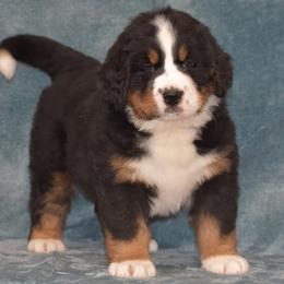 Emerald - Black rust and white female Bernese Mountain Dog puppy in Danville, Pennsylvania from Brookwood Bernese Mountain Dogs