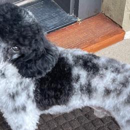 Goldendoodles from Puppy Love of Pottsboro