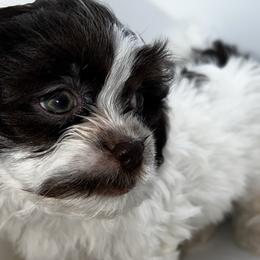 Shihpoos and Shih Tzus from Precious Shihpoo’s and Luxurious Shih Tzu’s