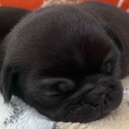 Louise - Black female Pug puppy in Hanover, Virginia from Pure Pugs