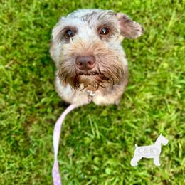 Burberry - Miniature Schnauzer