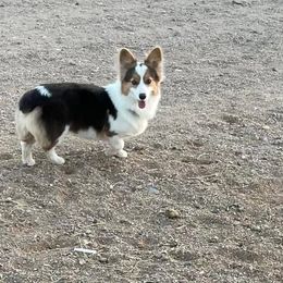 Jetta - Gray and white American Corgi puppy in Golden Valley, Arizona from Mahala Henry