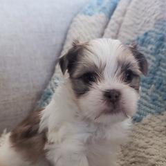 Shih Tzu, Shorkie, Yorkipoo, and Yorkshire Terrier Puppies from Little Rascal Ranch