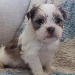 Shih Tzu, Shorkie, Yorkipoo, and Yorkshire Terrier Puppies from Little Rascal Ranch