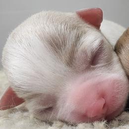 Chihuahua puppies from Rocky Top Hearts