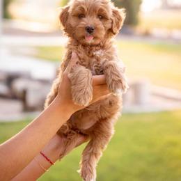 Muffin - Red  female Goldendoodle puppy in Meridian, Idaho from Country Club Doodles