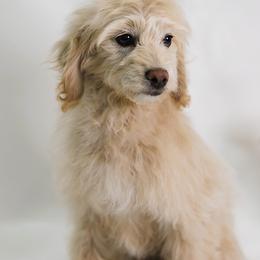 Vizzini - Cream male Goldendoodle puppy in Pleasant Grove, Utah from Canterbury Canines