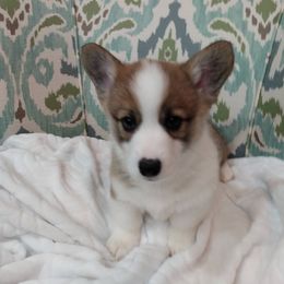 Pembroke Welsh Corgi Puppies from Princess Zelda Corgis