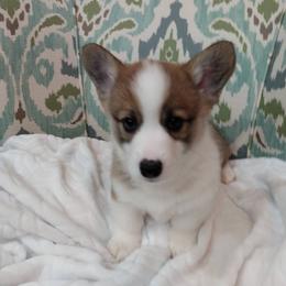 Pembroke Welsh Corgi Puppies from Princess Zelda Corgis