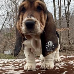 Miss you - Black white and brown female Basset Hound puppy in Dingess, West Virginia from Tuckers' Howling Hounds
