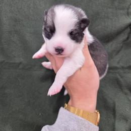 Camden - Wolf sable male Pomsky puppy in Mc Callsburg, Iowa from SZ Rolling Acres LLC