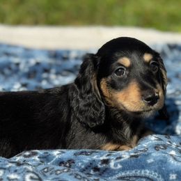 Dachshund Puppies from Ultimate_Doxies
