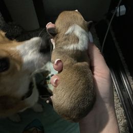 Girl 1 - Pembroke Welsh Corgi puppy in Okeechobee, Florida from High Caliber Kennels