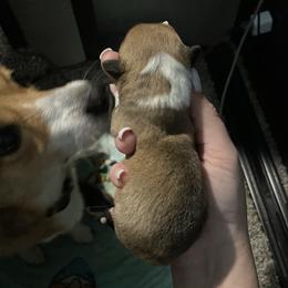 Girl 1 - Pembroke Welsh Corgi puppy in Okeechobee, Florida from High Caliber Kennels