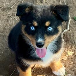 Luna - Black tri female Miniature Australian Shepherd puppy in Patterson, North Carolina from DreamLine Aussies