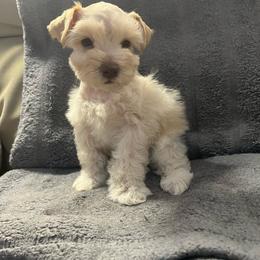 Eliana - Wheaten female Miniature Schnauzer puppy in Norman, Oklahoma from Priscilla's Miniature Schnauzers