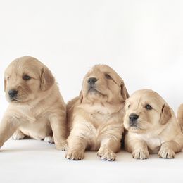 Goldendoodles, Golden Retrievers, and Miniature American Shepherds from Doodalicious