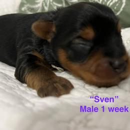 Boy 6 - Black and tan male Yorkshire Terrier puppy in Forest, Virginia from Majestic Touch Kennels and Pet Services