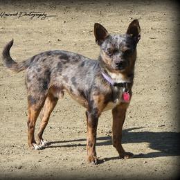 Jimmy - Chihuahua