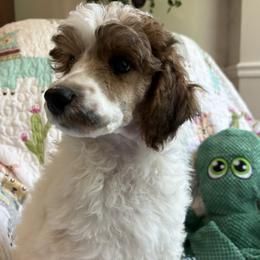 Orange collar - Parti male Poodle puppy in Huntsville, Alabama from Heart Song Standard Poodles