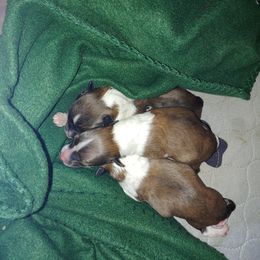 Shetland Sheepdog Puppies from Highland Shelties