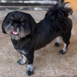 Mad Max - Black and white male Shih Tzu puppy in Victorville, California from RUMBLE n TUMBLE