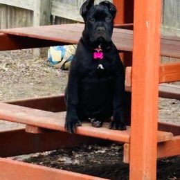 Cane Corso Puppies from Venom Cane Corsos