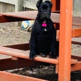 Cane Corso Puppies from Venom Cane Corsos