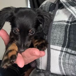 Maggie AKC 9wks 2.5lbs - Black and tan female Dachshund puppy in Magnolia, Texas from J&R Macias Dachshunds