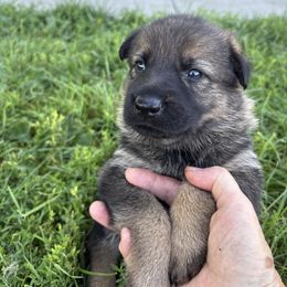 Bella - Sable female German Shepherd puppy in Humboldt, Iowa from Carlson Hill Farm