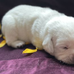 Labrador Retrievers from Sammieslabpuppies