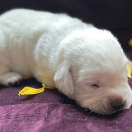 Labrador Retrievers from Sammieslabpuppies