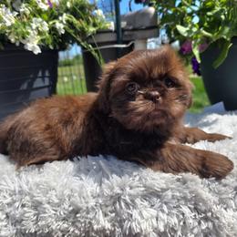 Francesca - Chocolate female Shih Tzu puppy in Green Bay, Wisconsin from Kim's Shih Tzus