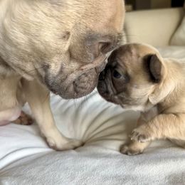 French Bulldog Puppies from Piper’s Pups