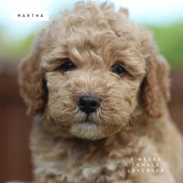 Martha - Apricot female Goldendoodle puppy in Lawton, Oklahoma from Nova's Minidoodles