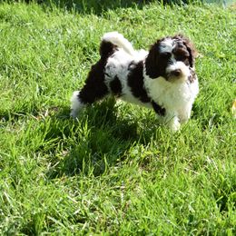 Australian Labradoodle Puppies from Frosty Hill Australian Labradoodles