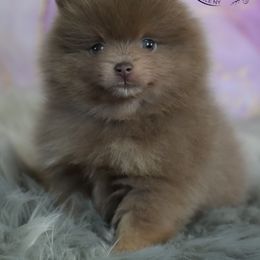 Chanel - Lavender female Pomeranian puppy in Fultonville, New York from Sandy Aussies & Pomeranians