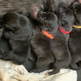 Dutch Shepherd Puppies from Sylviane Wildflower DSK (Dutch Shepherd Kennel)