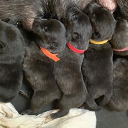 Dutch Shepherd Puppies from Sylviane Wildflower DSK (Dutch Shepherd Kennel)