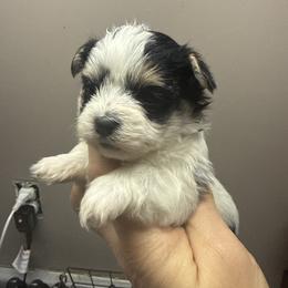 Olivia - Piebald female Morkie puppy in Florence, Kentucky from 4paws4ever by Design (Amy's Puppy love)