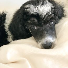 Bernedoodle and Poodle Puppies from SoFun Doodles & Poodles