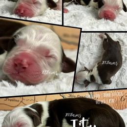 2 Titan - Red tri-color male Australian Shepherd puppy in Huntington, Texas from JKKJ Farms, LLC