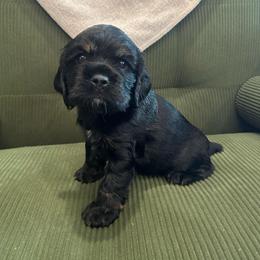 Teal Collar Girl - Black and tan female Cocker Spaniel puppy in Simms, Texas from Clayton’s Cocker Spaniels