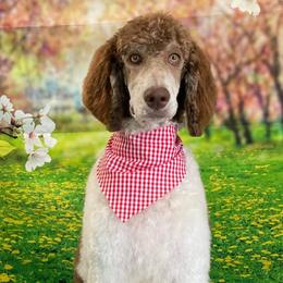 Chubs - Poodle