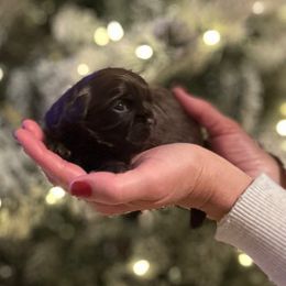 Girl 2 - Liver female Shih Tzu puppy in Kodak, Tennessee from Cutshall Babies