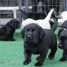 Doberman Pinscher and Labrador Retriever Puppies from GFDutton Retrievers & Dalla Grazia Dobermans