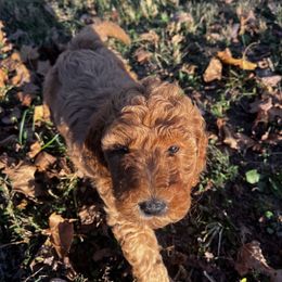 Chewbacca - Red  male Goldendoodle puppy in Trinity, North Carolina from Gallimore Doodles